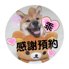 柴寶妞預約語錄