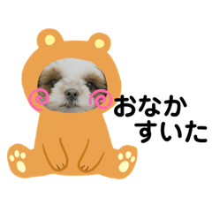 mon_shihtzu