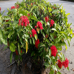 Beautiful King Ixora