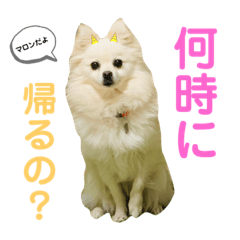イッヌとネッコのスタンプ Line スタンプ Line Store イッヌとネッコのスタンプ Line スタンプ Line Store