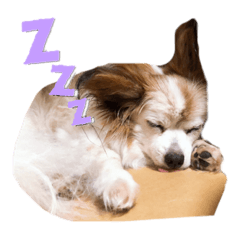 Cherry_dog_papillon2