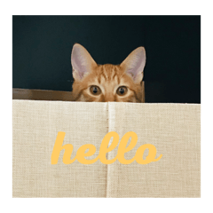 Cutecats1