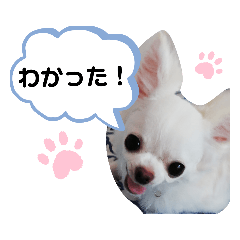 kota_20190716163330