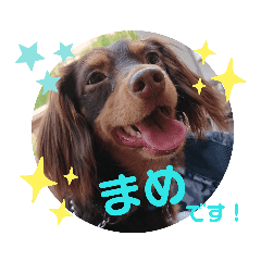 あざと犬 時々うさぎ Line スタンプ Line Store