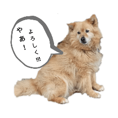 kinaco_20190716211533