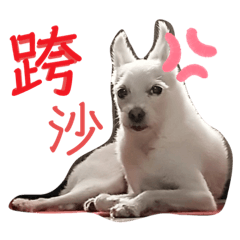 我家是動物園