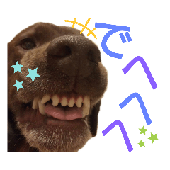 labradorretriever_20190716145155