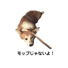 corgi&nbsp; &nbsp;nicoru