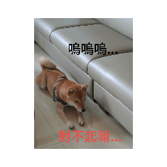 狗狗日常 綜合