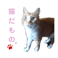 mame_20190717204703