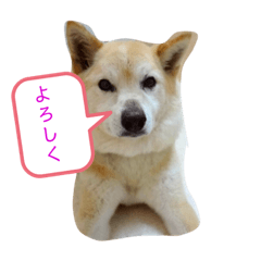 PANDA_20190717213332