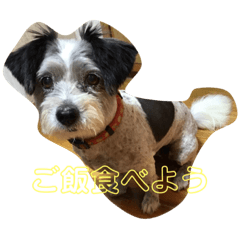 piyo_2019071721583