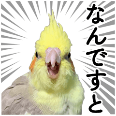 Images Of オカメインコ Japaneseclass Jp