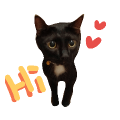 跟我一起學貓叫