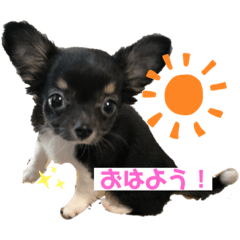 chihuahua.komugi