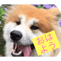 dai_20190718214229
