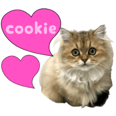 ペルシャのクッキーの子猫写真スタンプ2