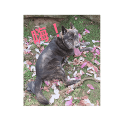 佳佳～日常小語