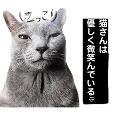 BIG medium small cat