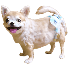 最速 ライン スタンプ 無料 犬 チワワ 最速 ライン スタンプ 無料 犬 チワワ