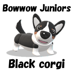 Bowwow Juniors fellow Black corgi