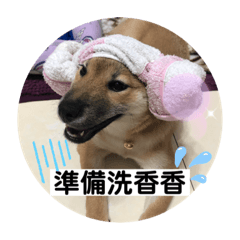 柴寶妞話很多2