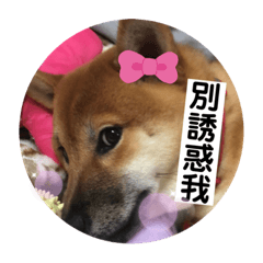 柴寶妞話很多2-1