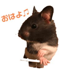 かわいいパンダハムちゃんのスタンプ♡