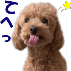 a real dog toy poodle moco japanese 5