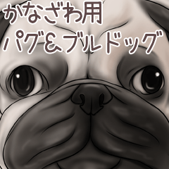 Kanazawa Pug and Bulldog