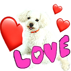 My pretty dog is The Toy-poodle 2