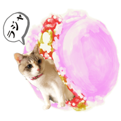 tomomi_20190714204649