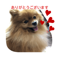 ポメラニアンのモコちゃん毎日使うスタンプ