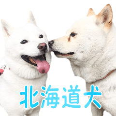 Hokkaido Dog's friends.