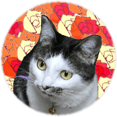 Daily Use cat's photo sticker
