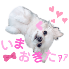 princess dog petit_20190720