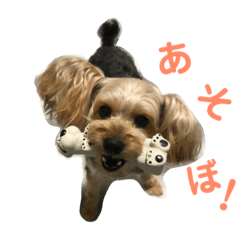 suzu_20190720005046