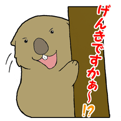 Cheerful wombat, Won-chan
