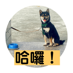 波妞的狗生日記