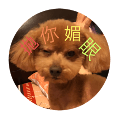 布弟的日常