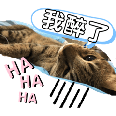 大小喵～貓居生活