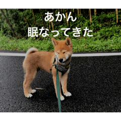 Japanese shiba-inu puppy STAMP