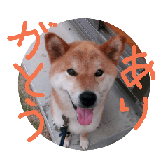 dog_20190721073104