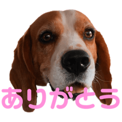 Beagle named Lush