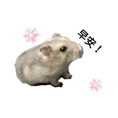 倉鼠阿櫻