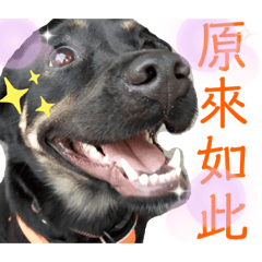 胖胖第二彈