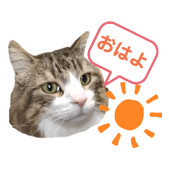 猫のノルウェージャンの日常(夏)