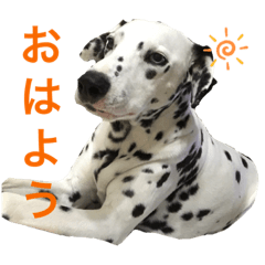 rino_20190722053458