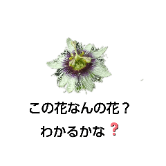 passionfruitsendai