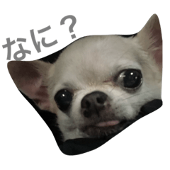 chihuahua happy happy